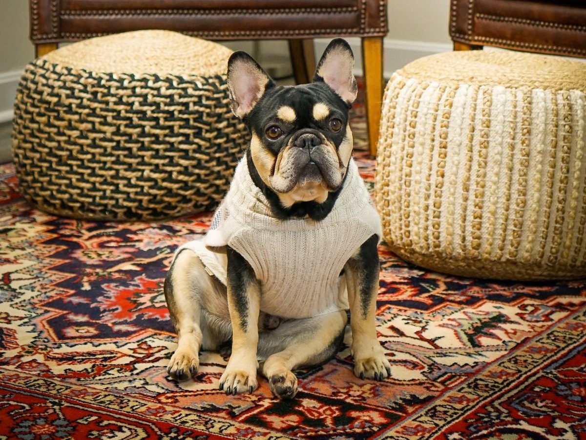 Ozzy the French Bulldog at Bodhi Salt Center