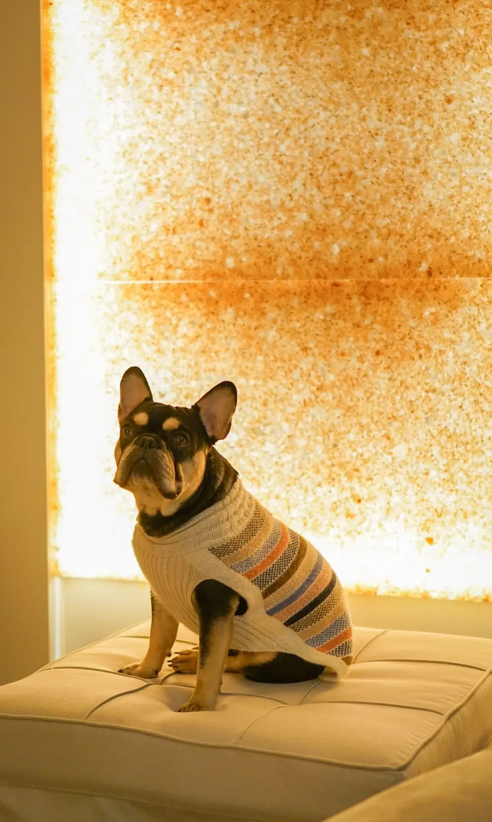 Ozzy the French Bulldog in front of the salt wall at Bodhi Salt Center in Louisville